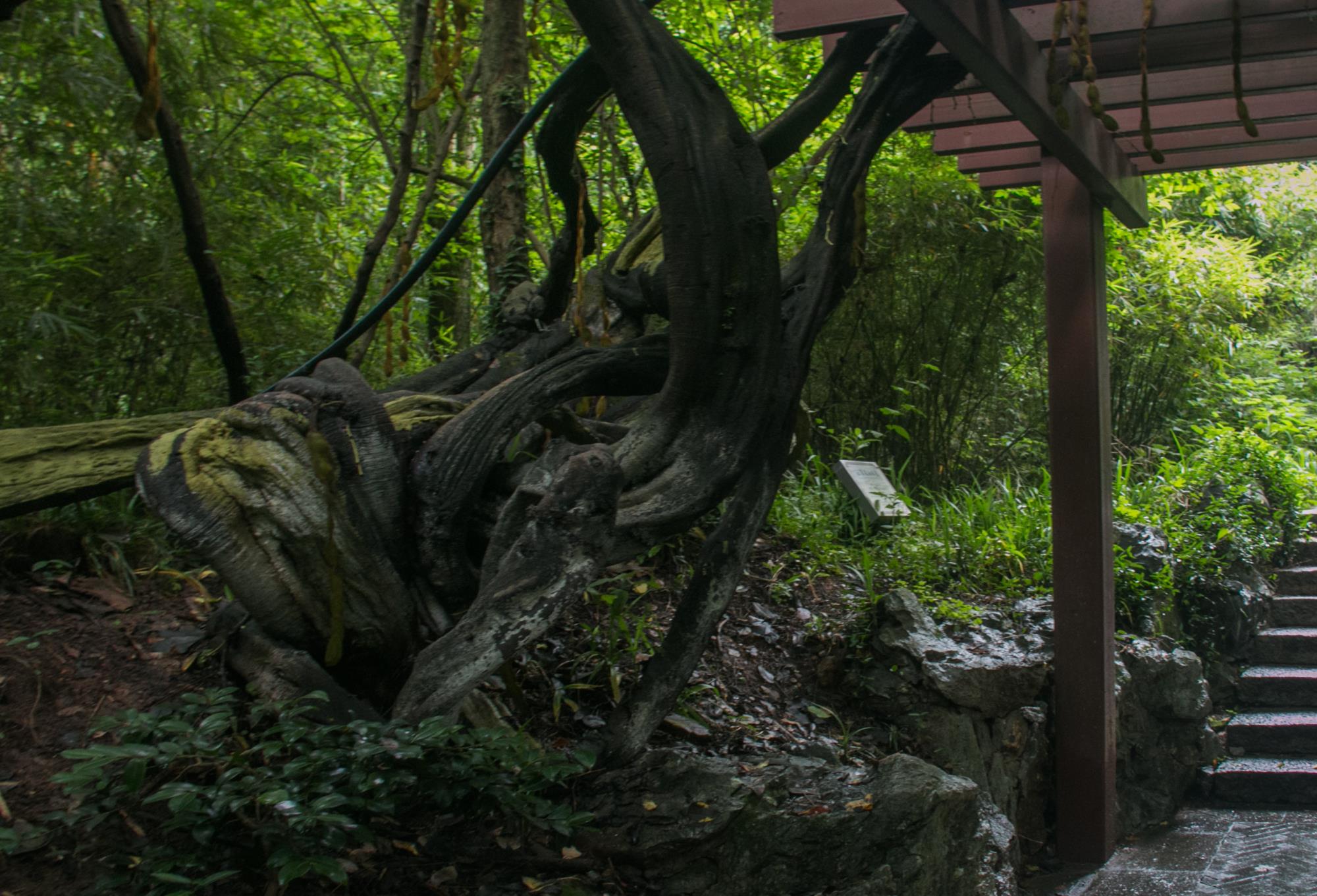 老且弥坚硕果累累观赏吴山上的百年常春油麻藤