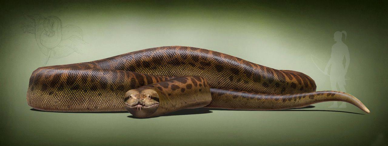 奇闻史前巨兽泰坦巨蟒身长可达16米以7米长的鳄鱼为食