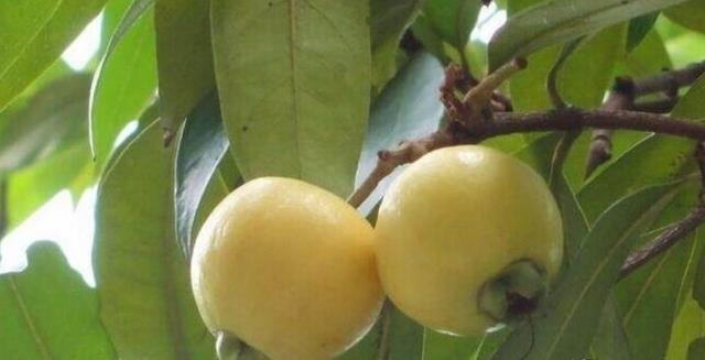 蒲桃除了可以吃之外,它的根皮,果其实还可入药,它主治腹泻,牙龈肿痛