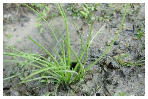 中国一级濒危植物,中华水韭你见过吗?|韭菜|植物|蕨类植物_新浪新闻