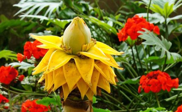 此花是佛祖的坐下的莲花台,象征万事如意,高贵典雅之人必养!