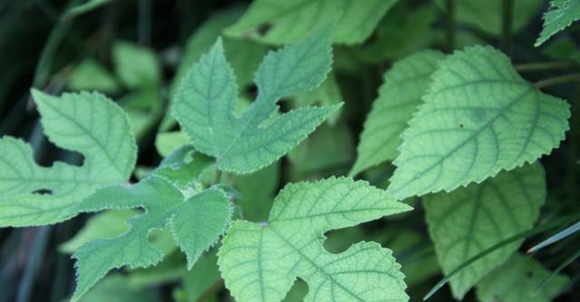 同样是构树,有些构树的叶片是椭圆形的,有些则是具有3～5个不规则深裂