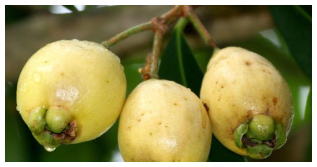 人称"铃铛果",只吃皮不吃肉,3月开花5月成熟,1斤卖18元