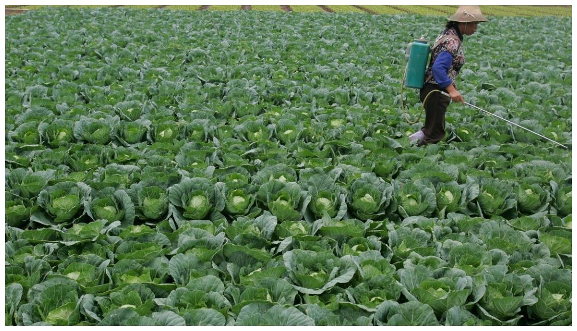 恶霉灵是一种常用的无公害农药！使用前我们一定要注意这几点休闲区蓝鸢梦想 - Www.slyday.coM