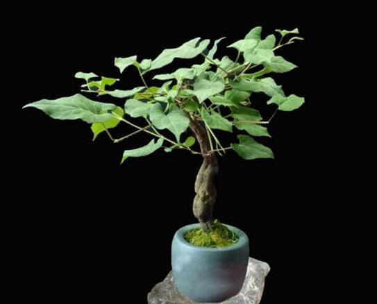 何首乌盆景如何养殖?需注意哪些事项?