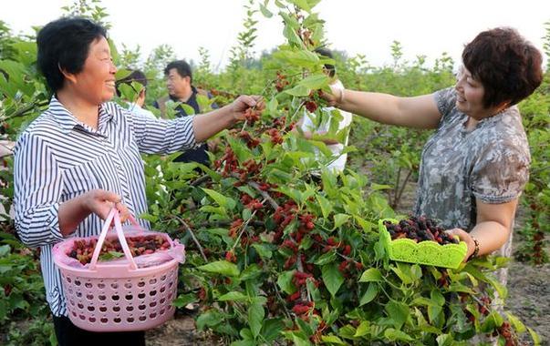 红极一时的自助采摘果园,为何又销声匿迹,去过的游客都不想去了