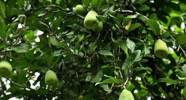 农村“独有”的一种野果，农村娃把它当玩具，现被做成美味佳肴！休闲区蓝鸢梦想 - Www.slyday.coM