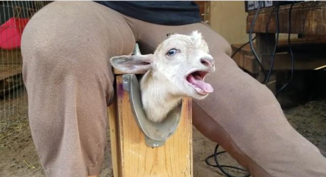 也是因为羊角的生长会导致小羊变得狂躁不堪,它们会主动找同伴发泄