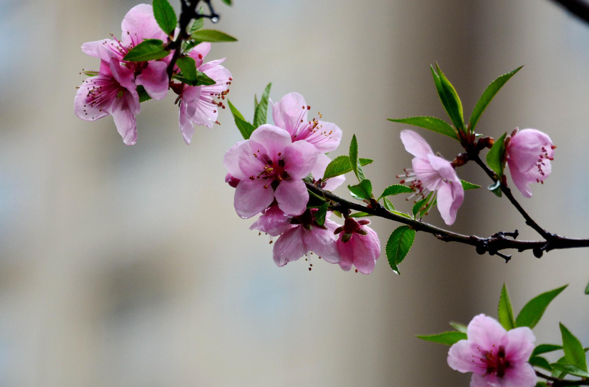 娇艳欲滴的春雨桃花