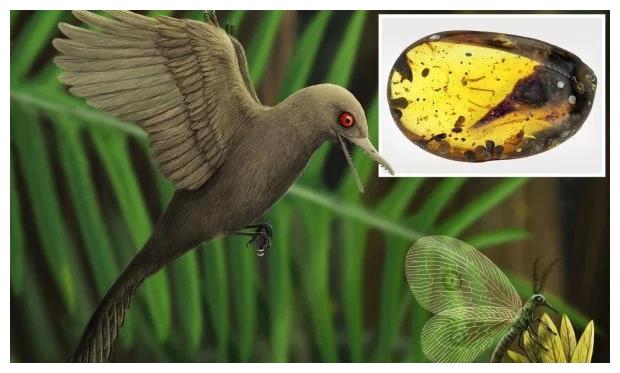 琥珀|齿鸟|恐龙_新浪新闻