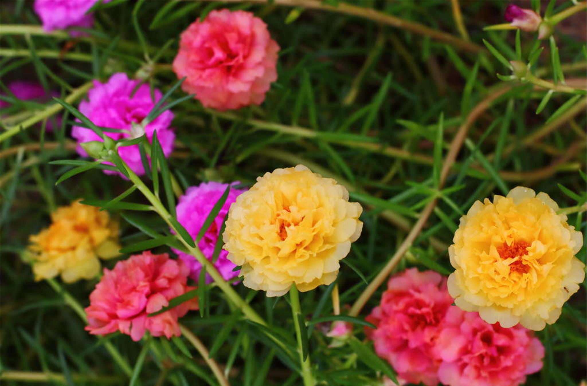 夏天阳台养这6种花草很耐晒越晒越开花