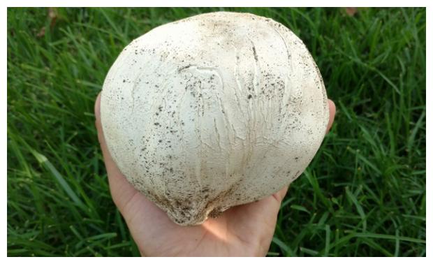 荒野维生野菜系列——栓皮马勃