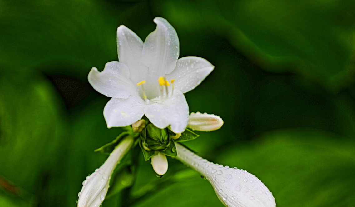 绿萝也能开花花朵洁白又芳香一次能开100天