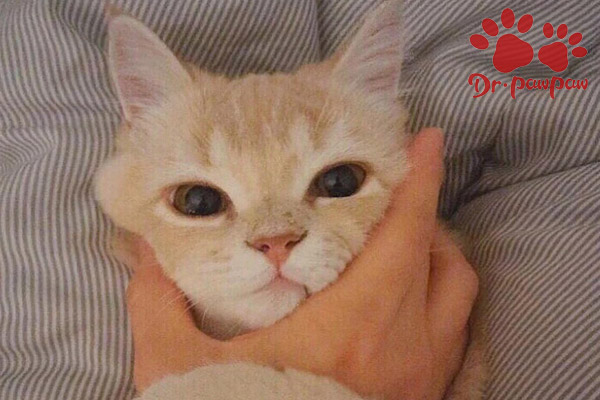 爪爪博士是什么猫咪身体变黄还发烧是怎么回事？