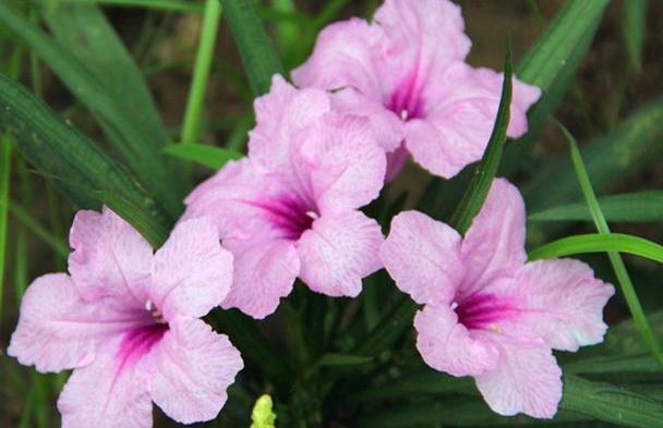 朝开暮谢的蓝花草 预防好根腐病的发生 从春到秋都有新花朵绽放