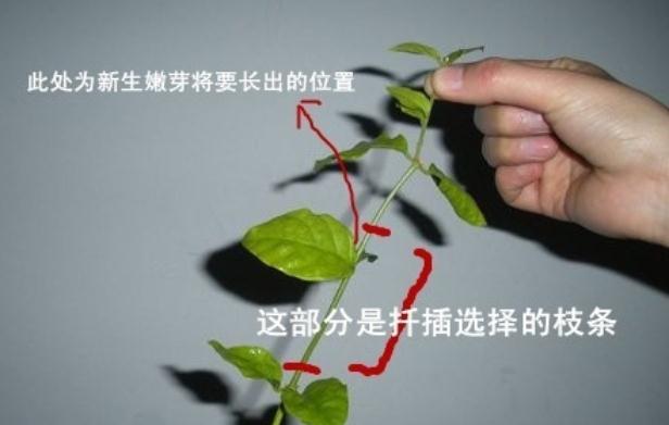 茉莉花这样扦插,一棵变百棵,注意要点方法很简单