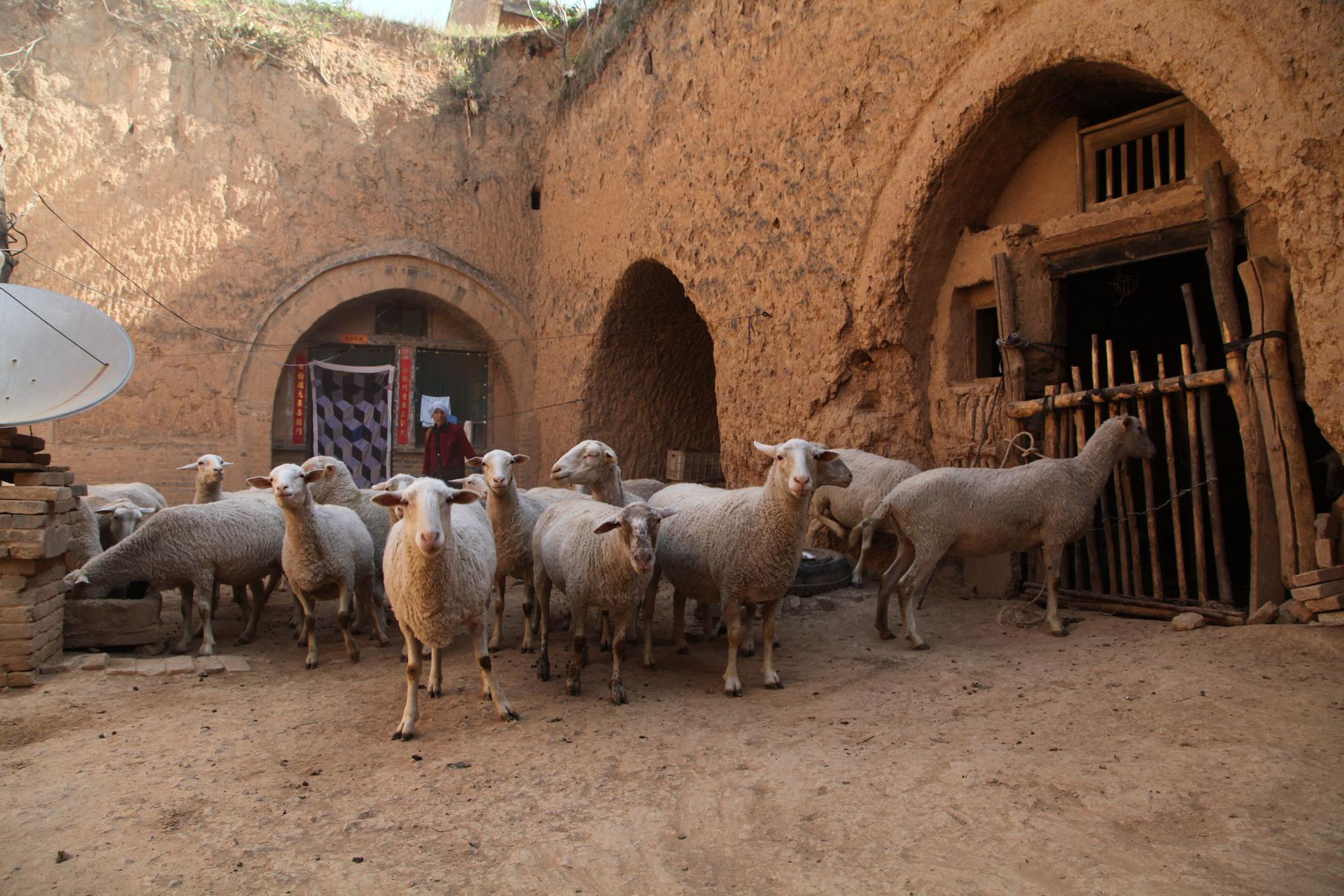 她16岁从河南嫁到山西,如今68岁住在侄女家院里,活成啥样