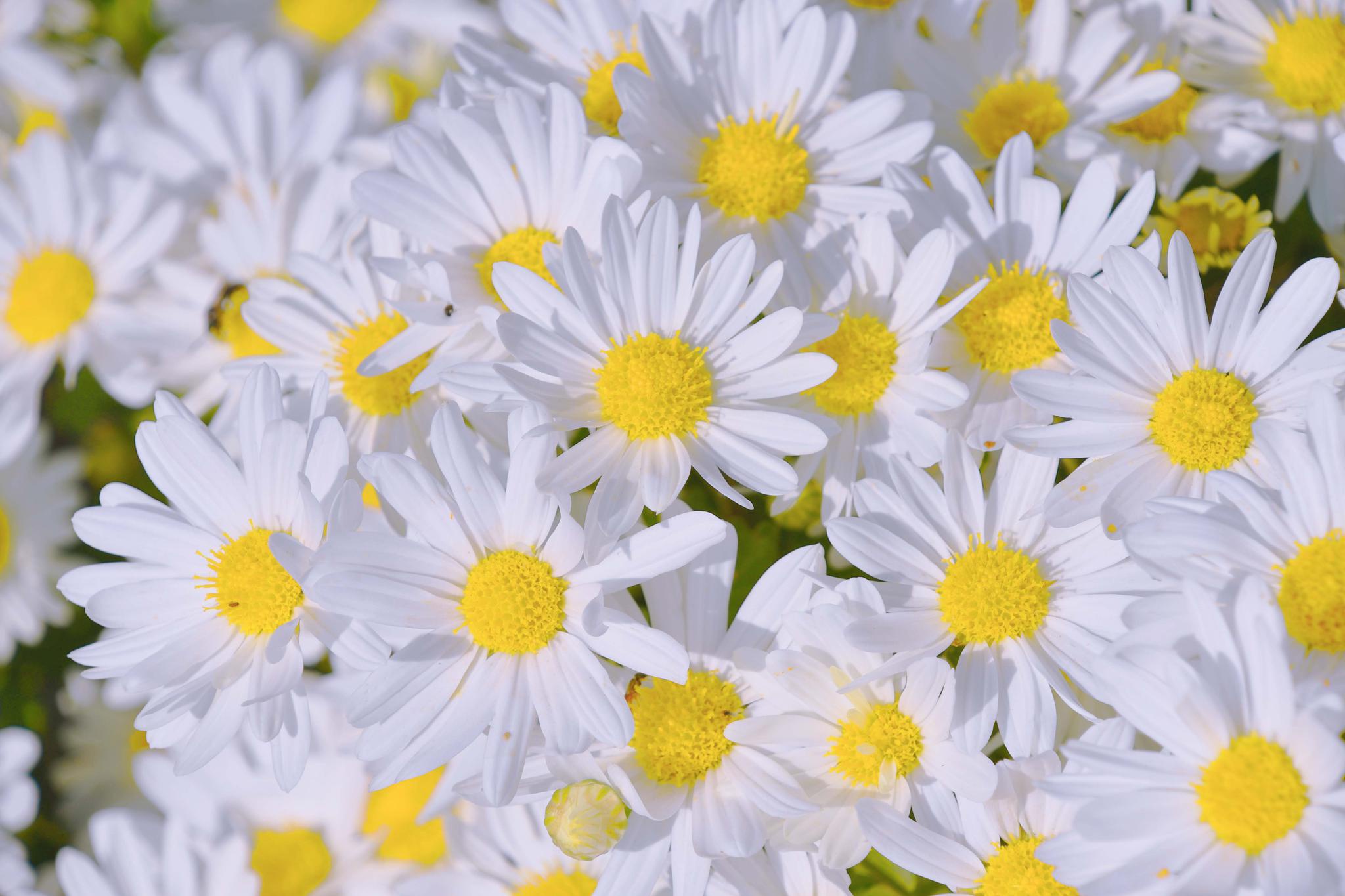 洁白淡雅的雏菊花,原创拍摄_高清图集_新浪网