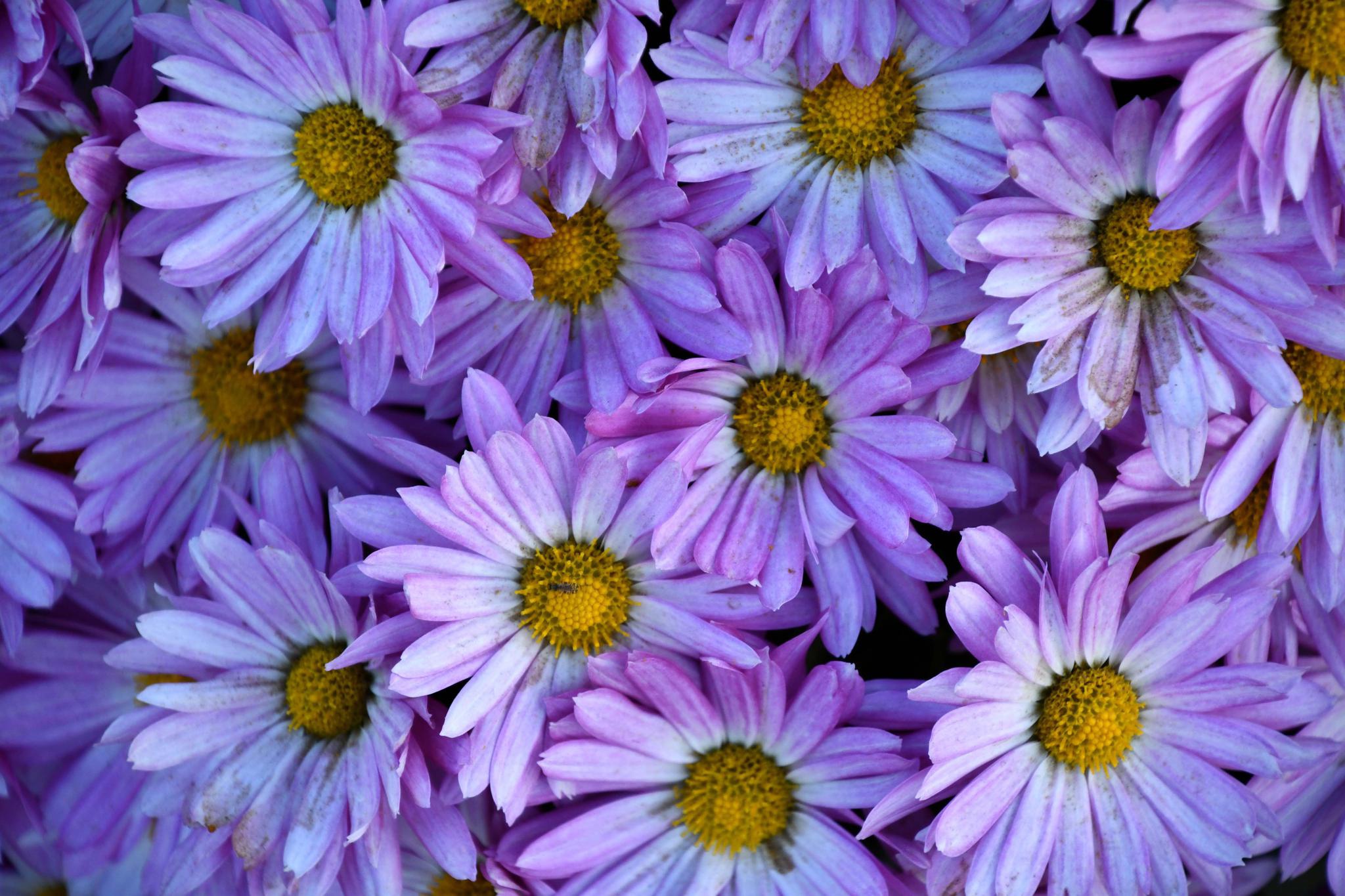 粉紫色的雏菊花,原创拍摄