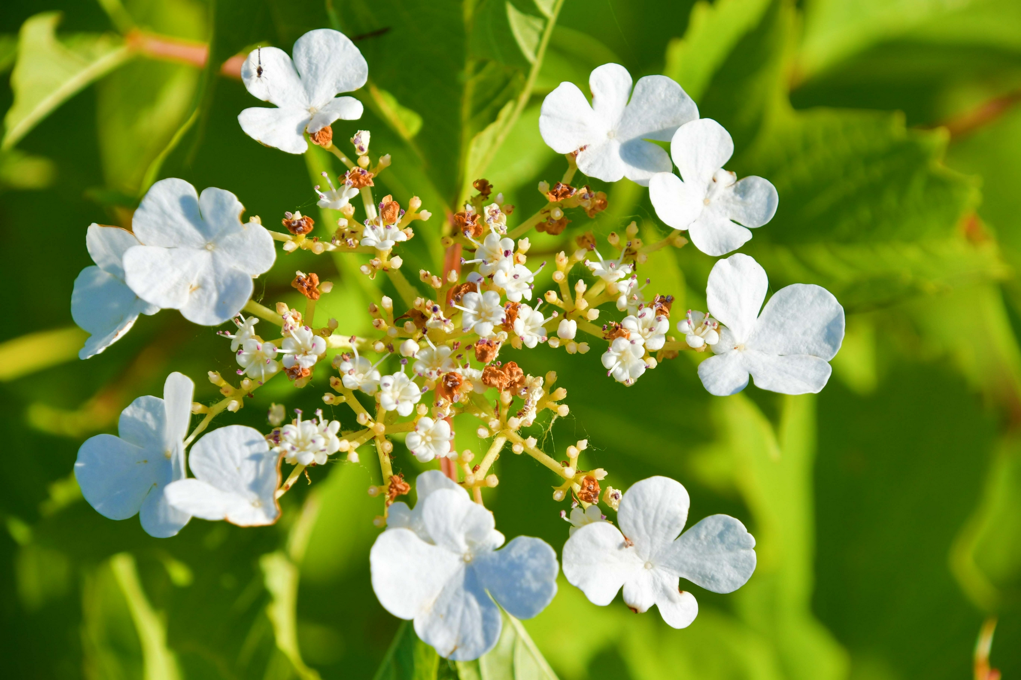 美丽的欧洲荚蒾花,原创拍摄