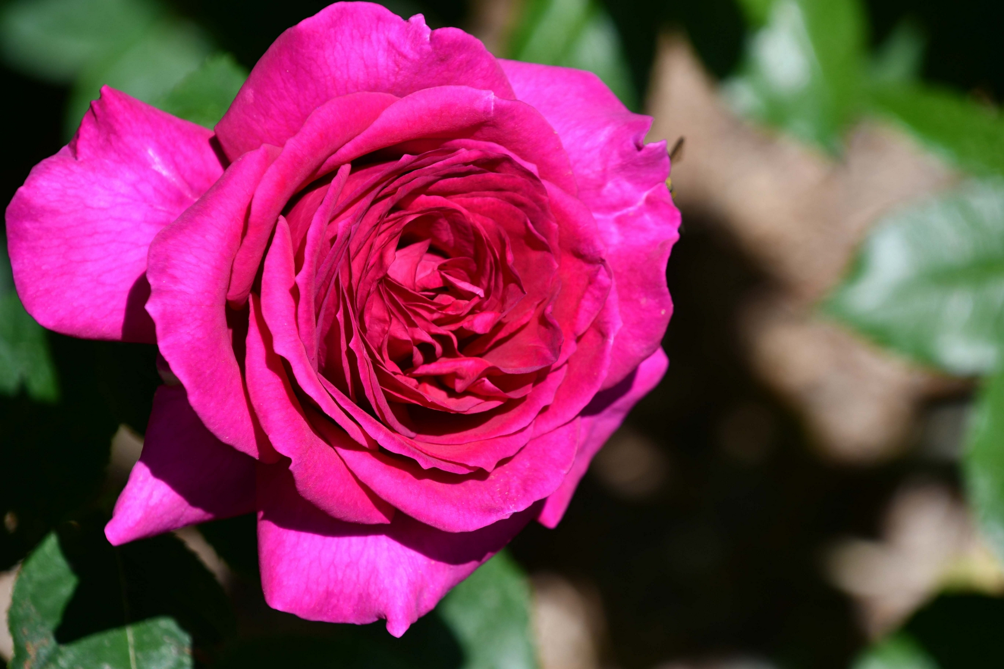 玫粉月季花,原创拍摄