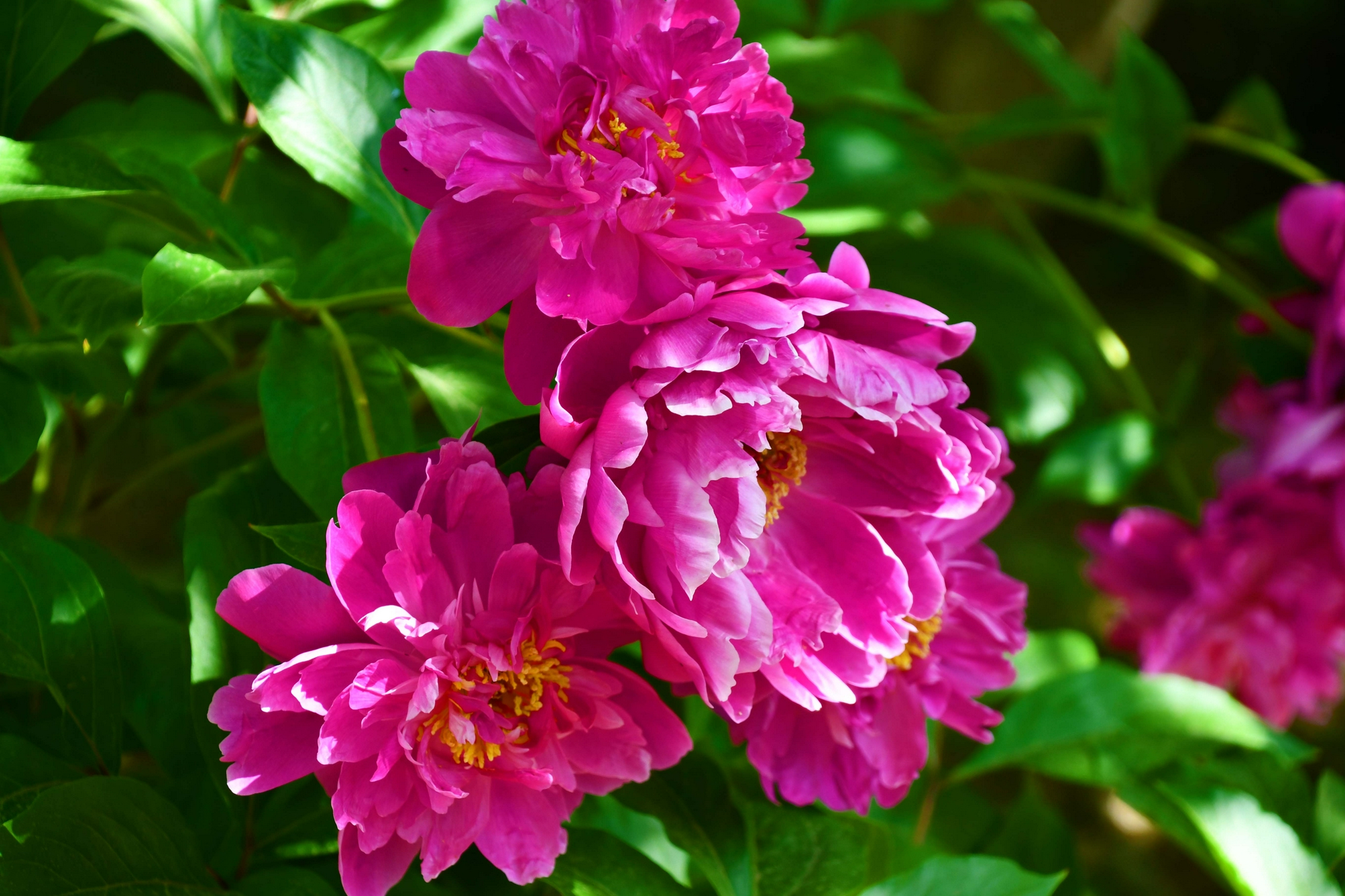 美丽芍药花原创拍摄