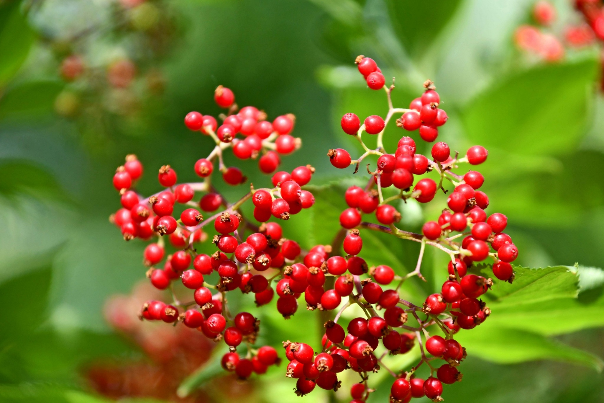 火红的接骨木果实,原创拍摄_高清图集_新浪网