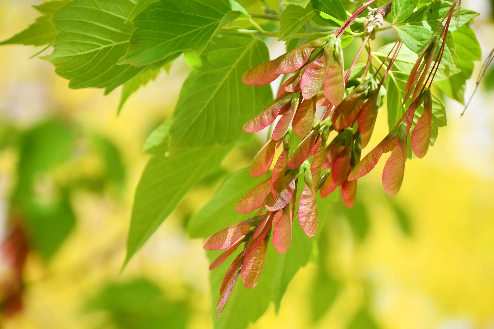 槭树果实很好看,原创拍摄_高清图集_新浪网