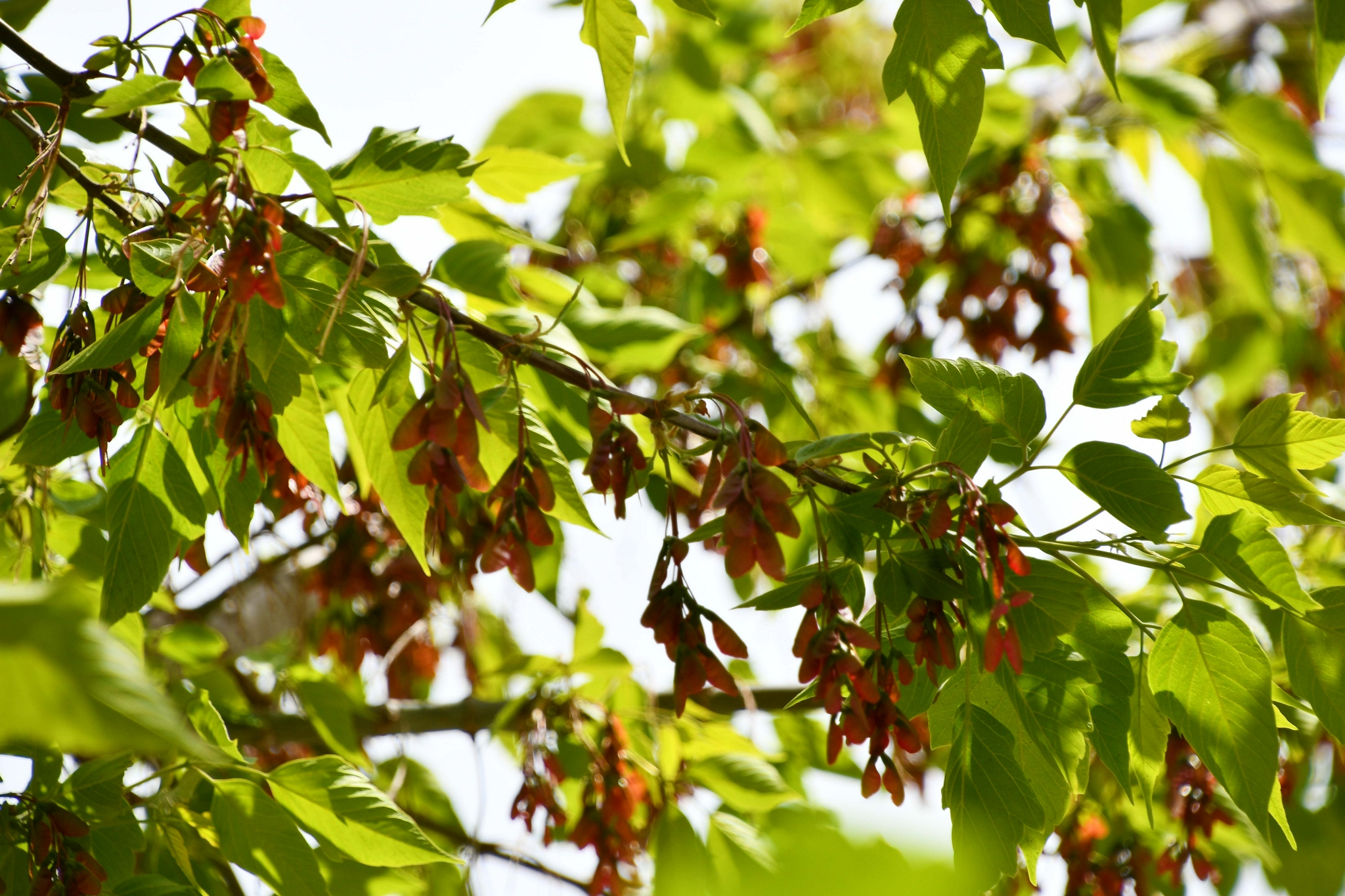 槭树果实很好看原创拍摄