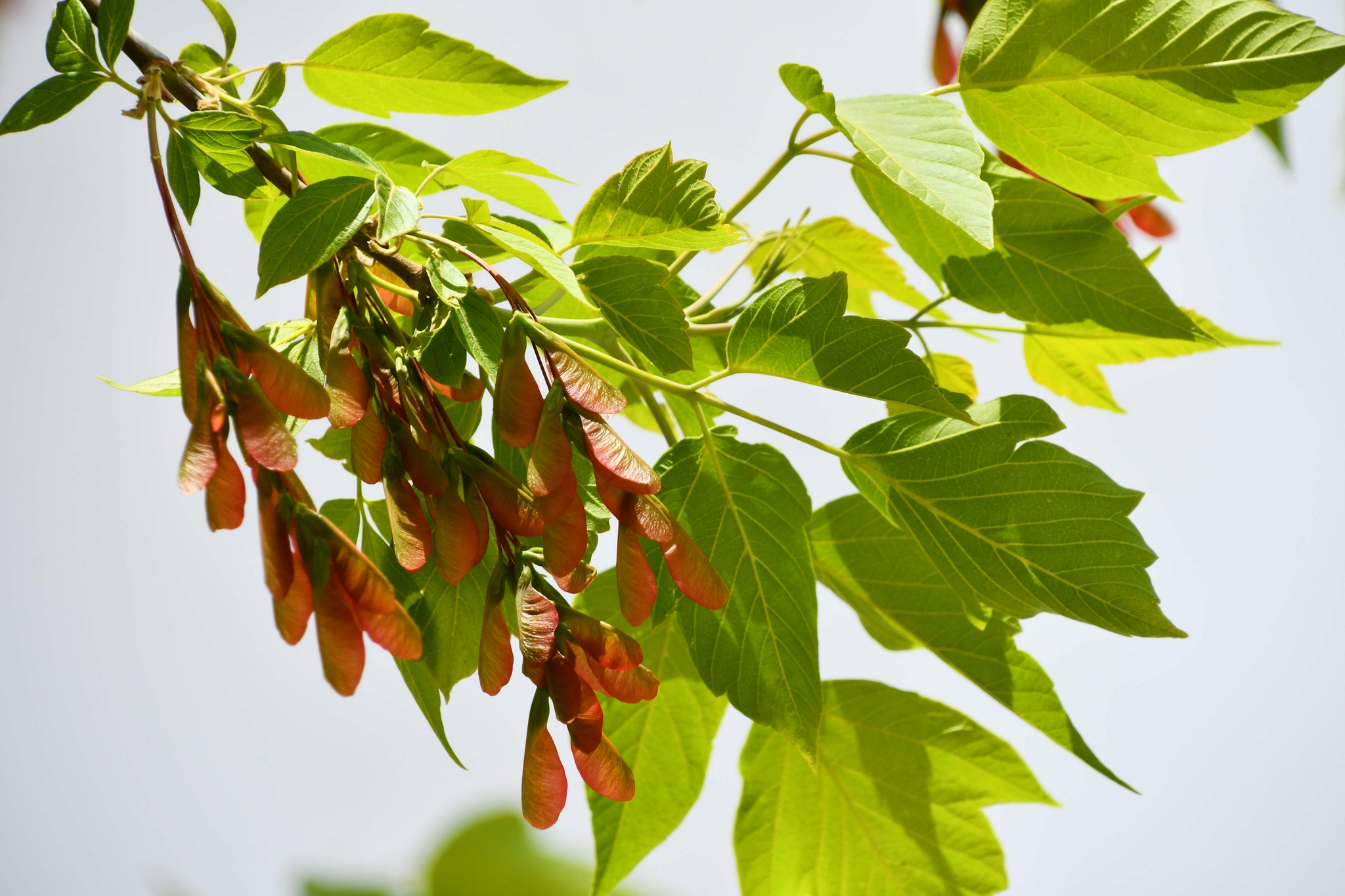 槭树果实很好看原创拍摄