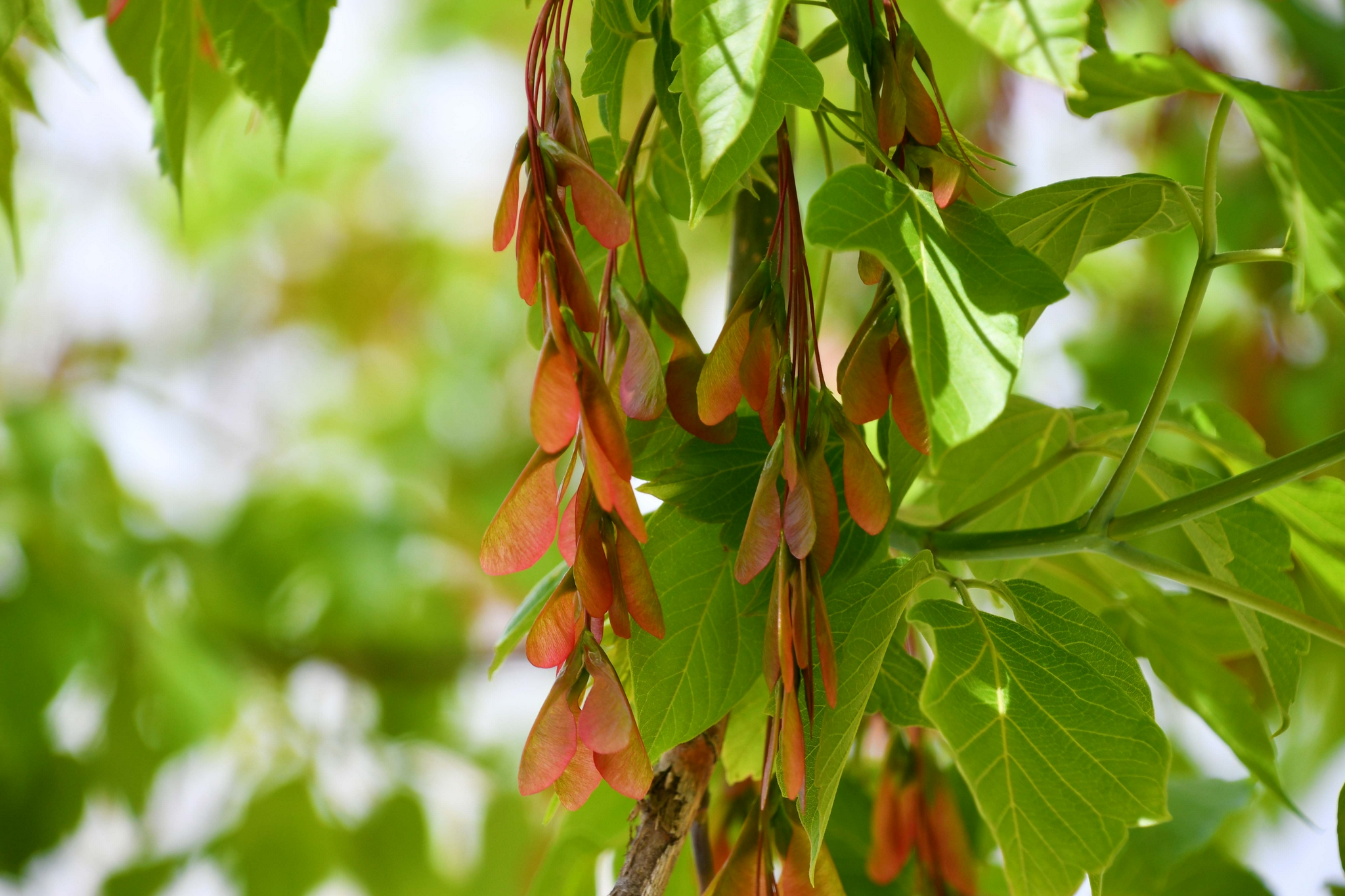 槭树果实很好看原创拍摄