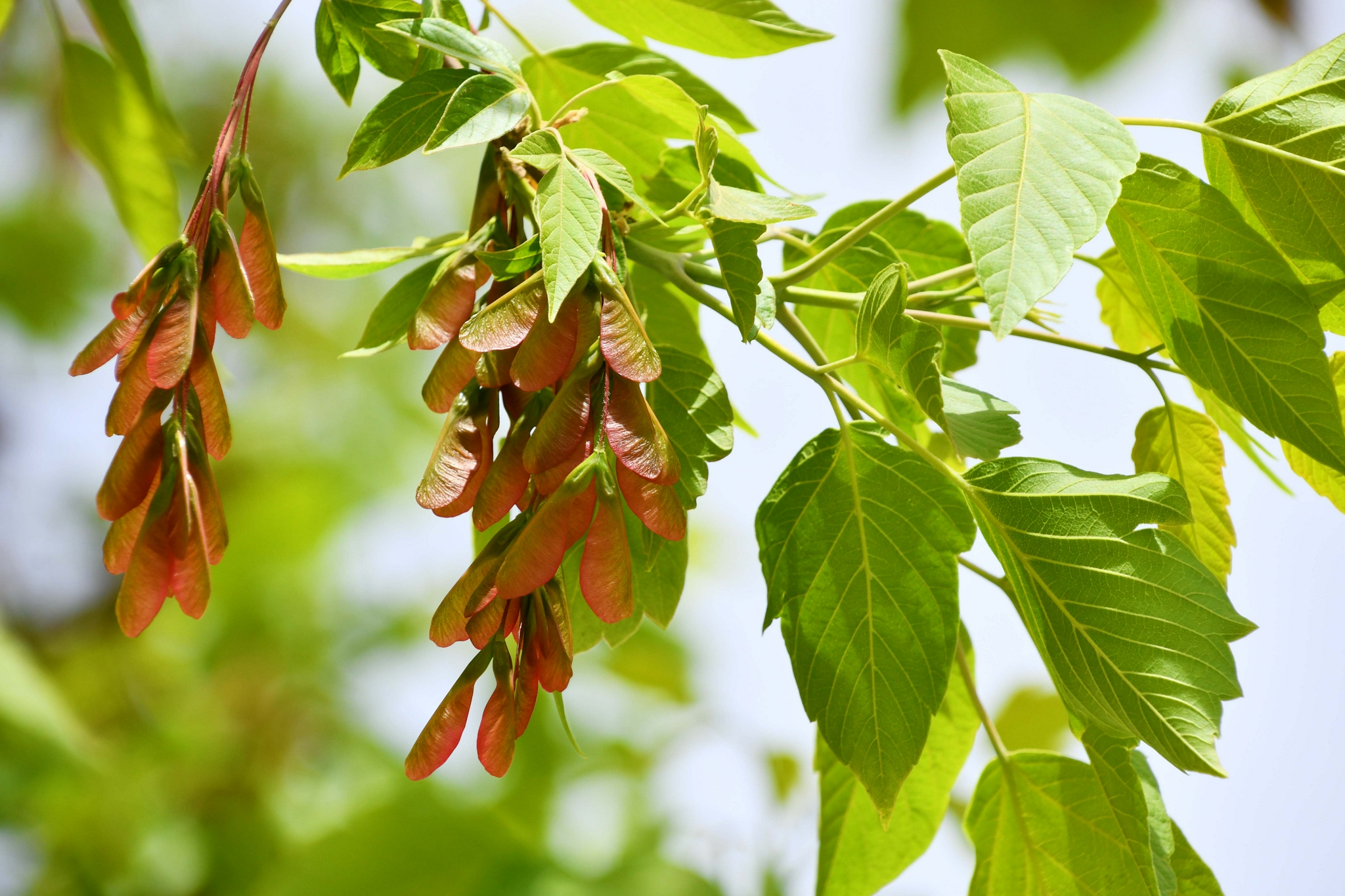 槭树果实很好看原创拍摄