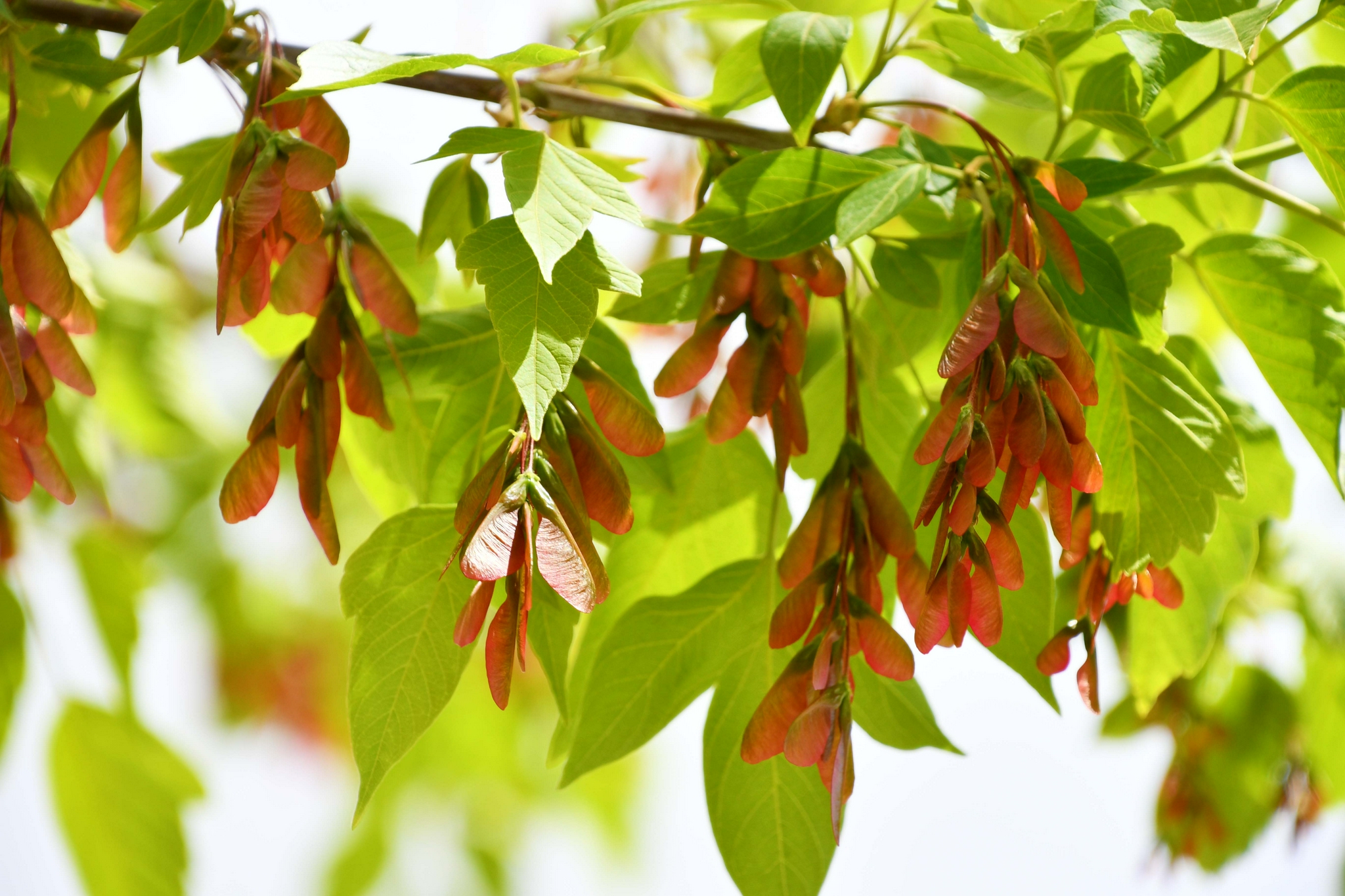 槭树果实很好看原创拍摄