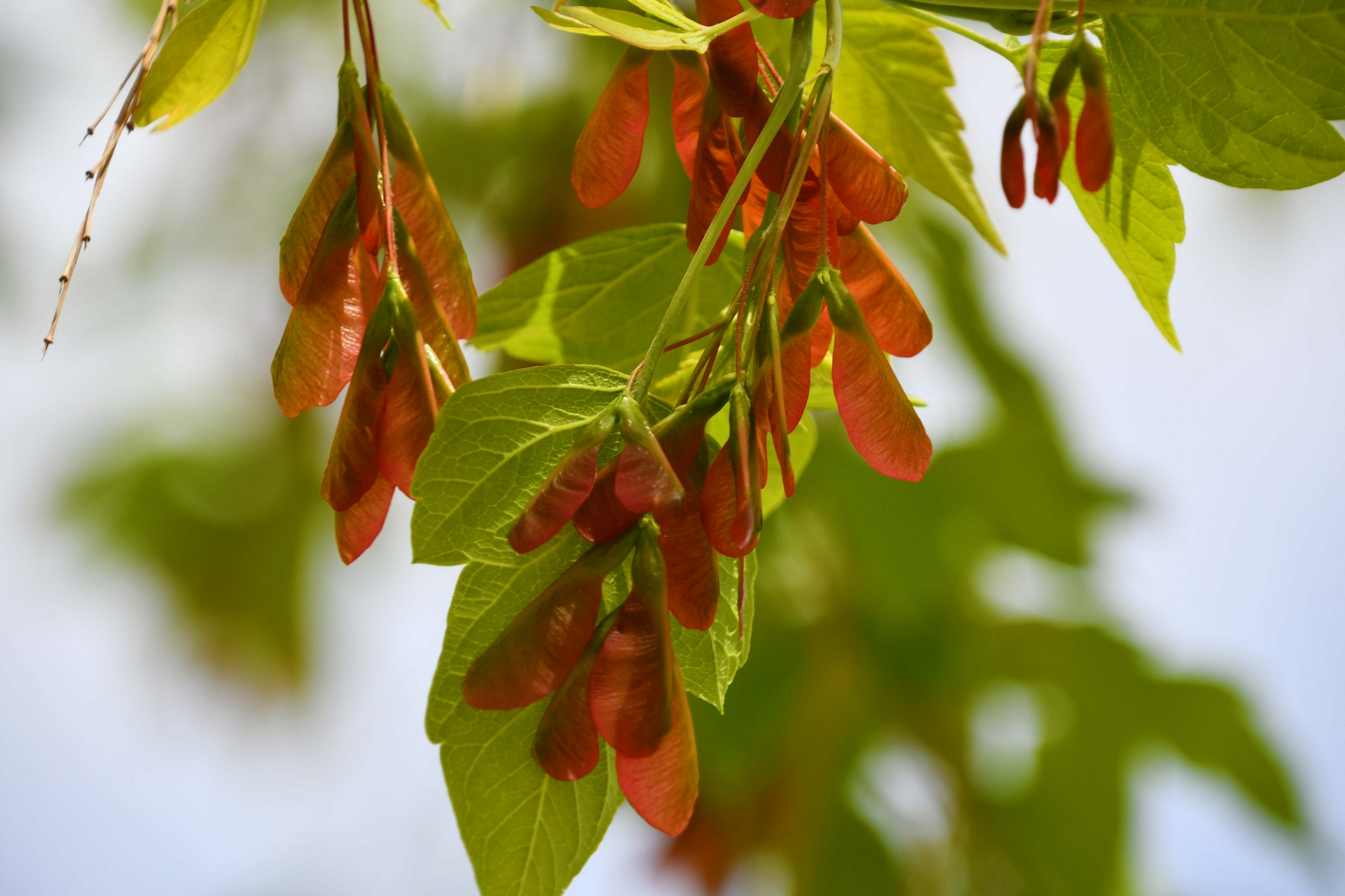 槭树果实很好看原创拍摄