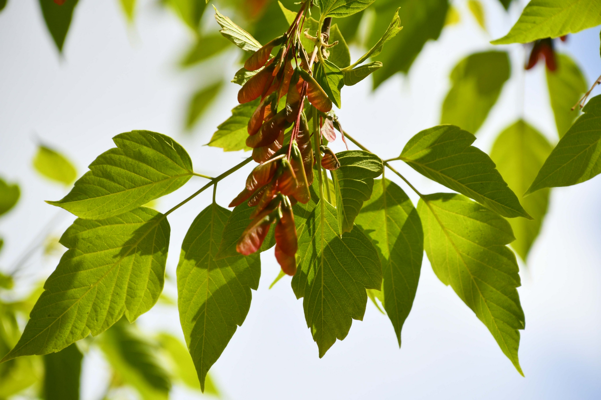 槭树果实很好看原创拍摄