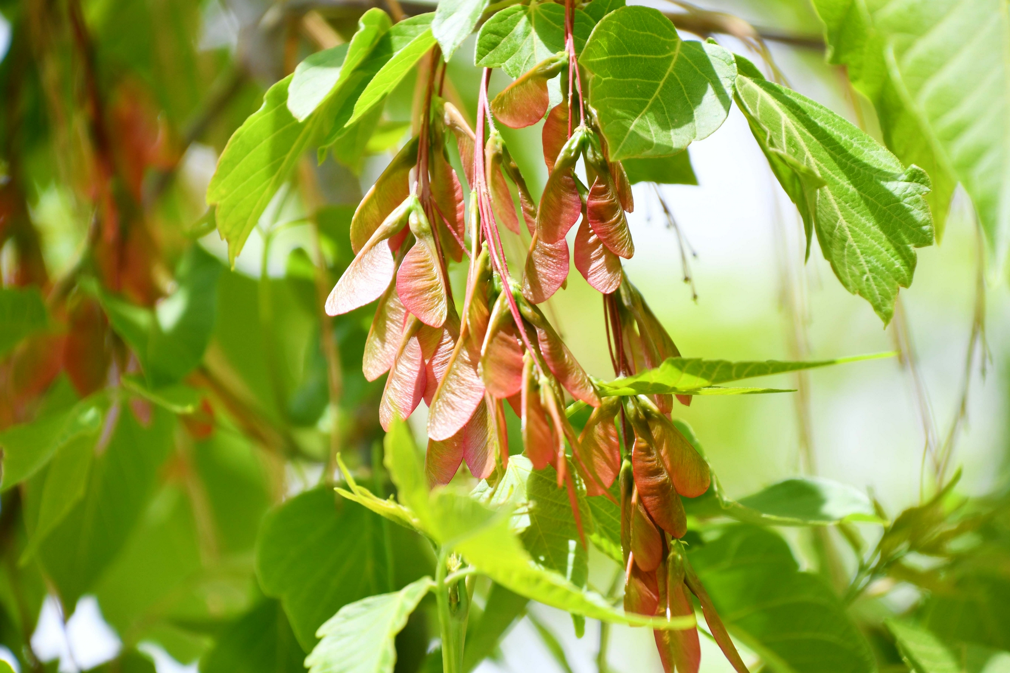 槭树果实很好看原创拍摄