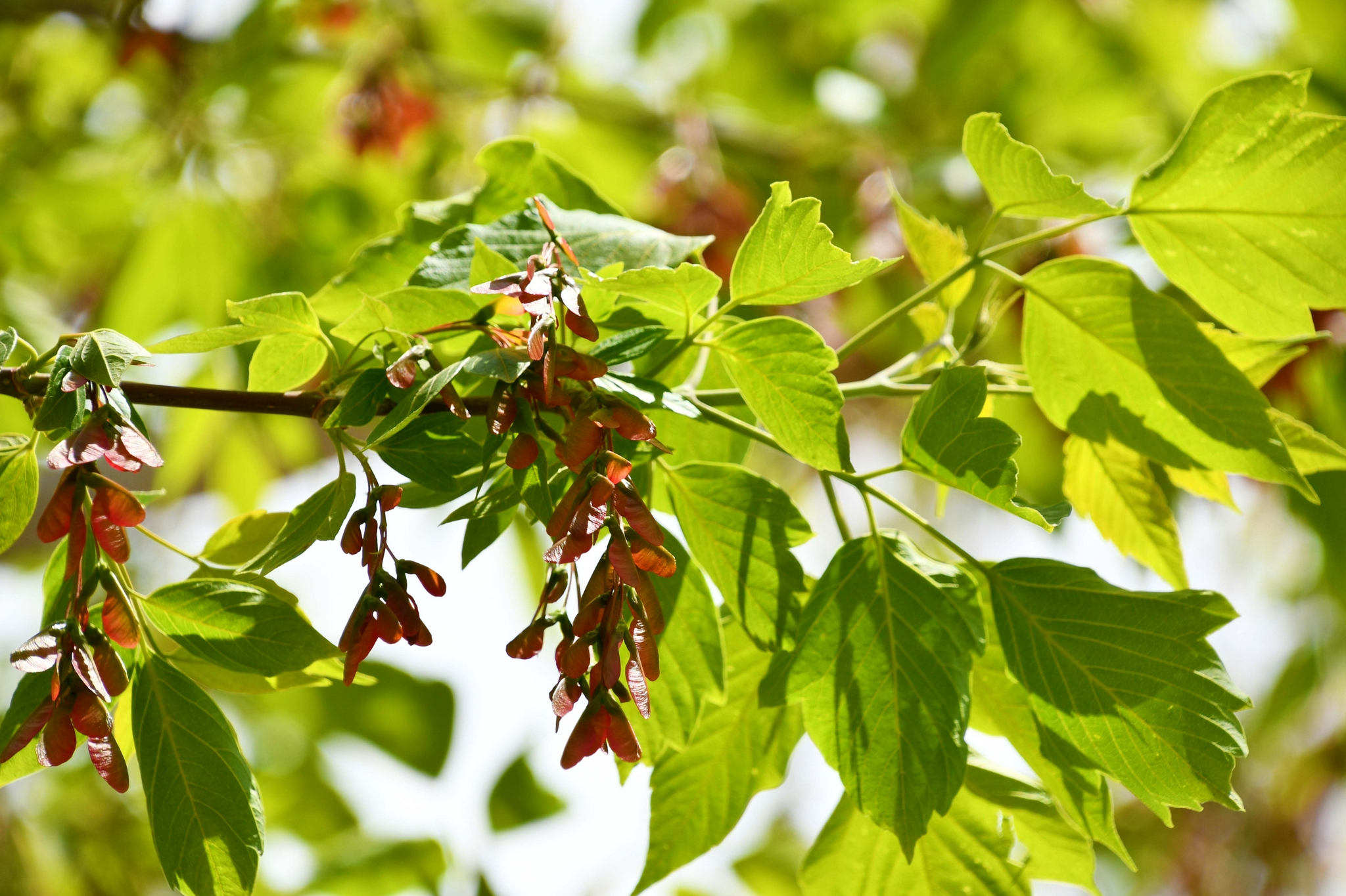 槭树果实很好看原创拍摄