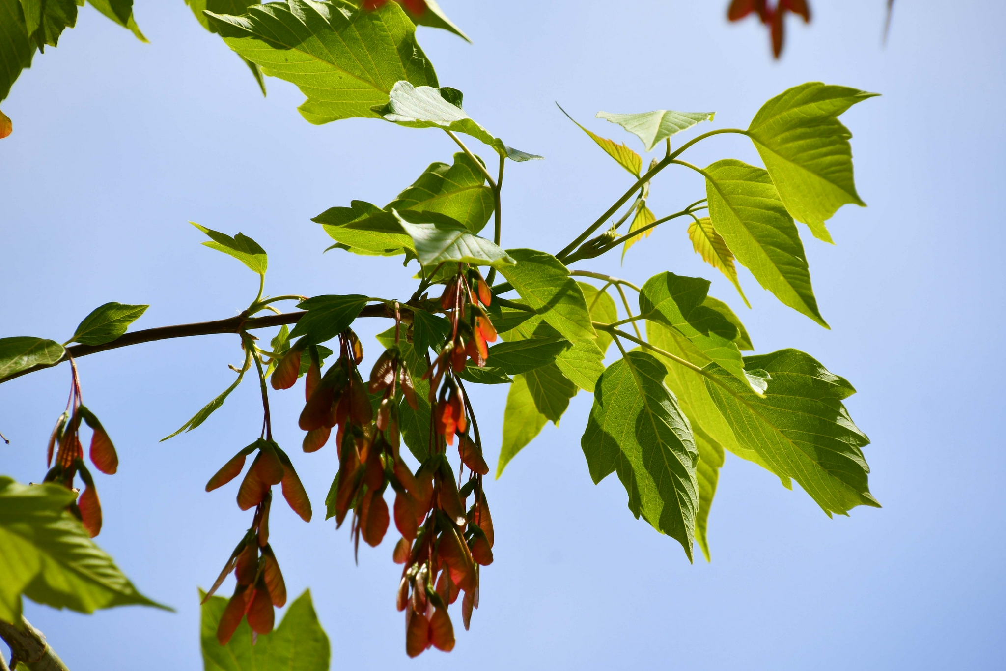 槭树果实很好看原创拍摄
