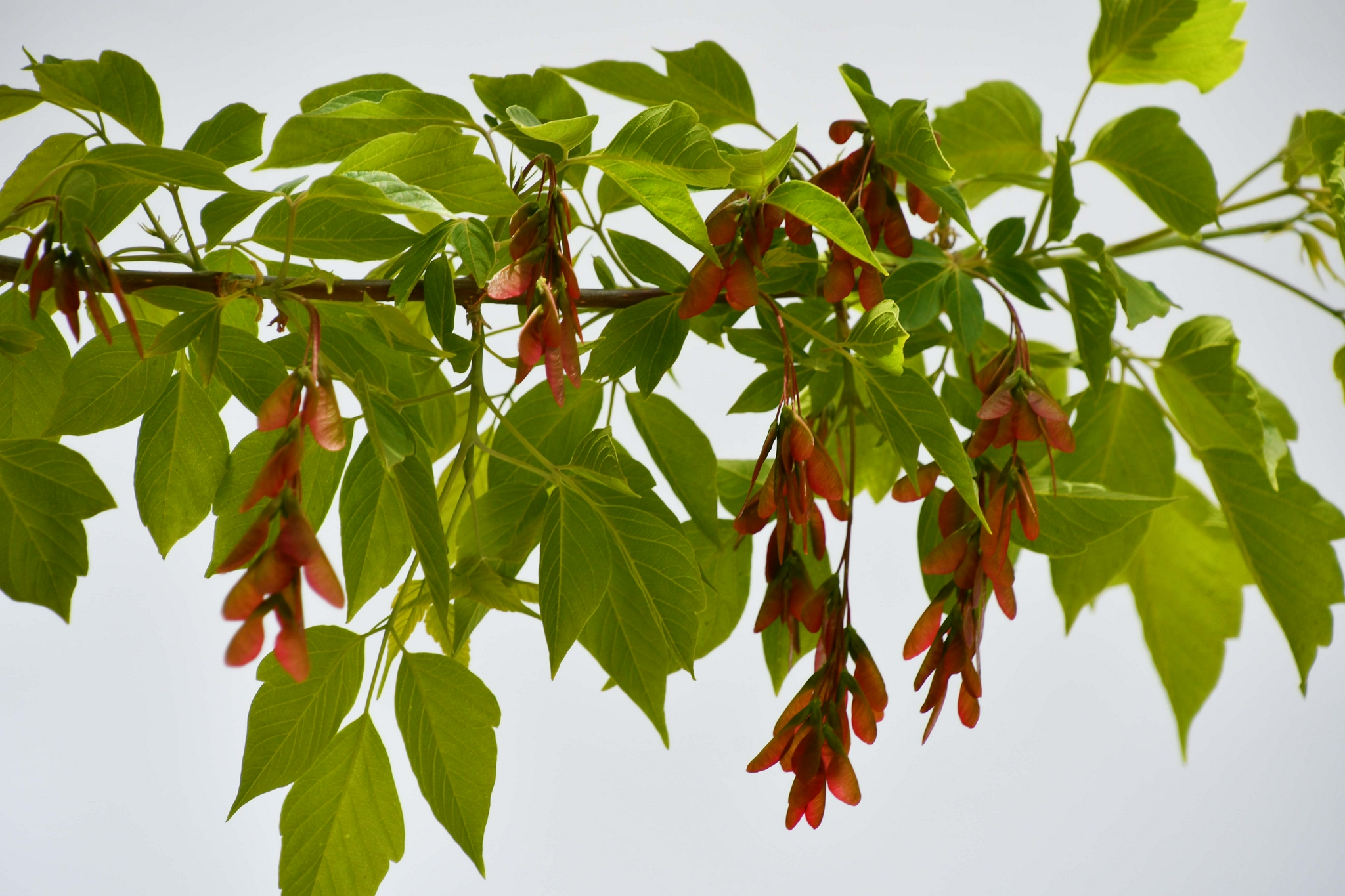 槭树果实很好看原创拍摄