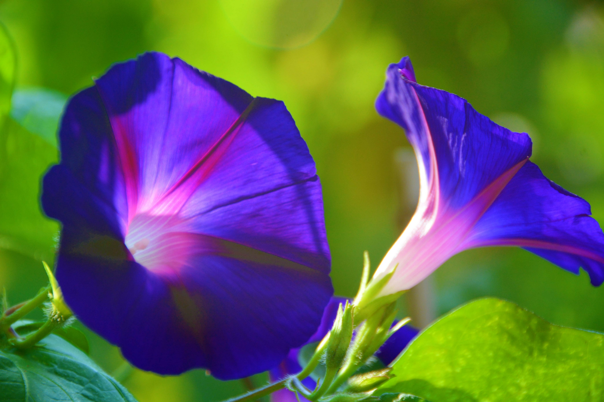 蓝色牵牛花原创拍摄