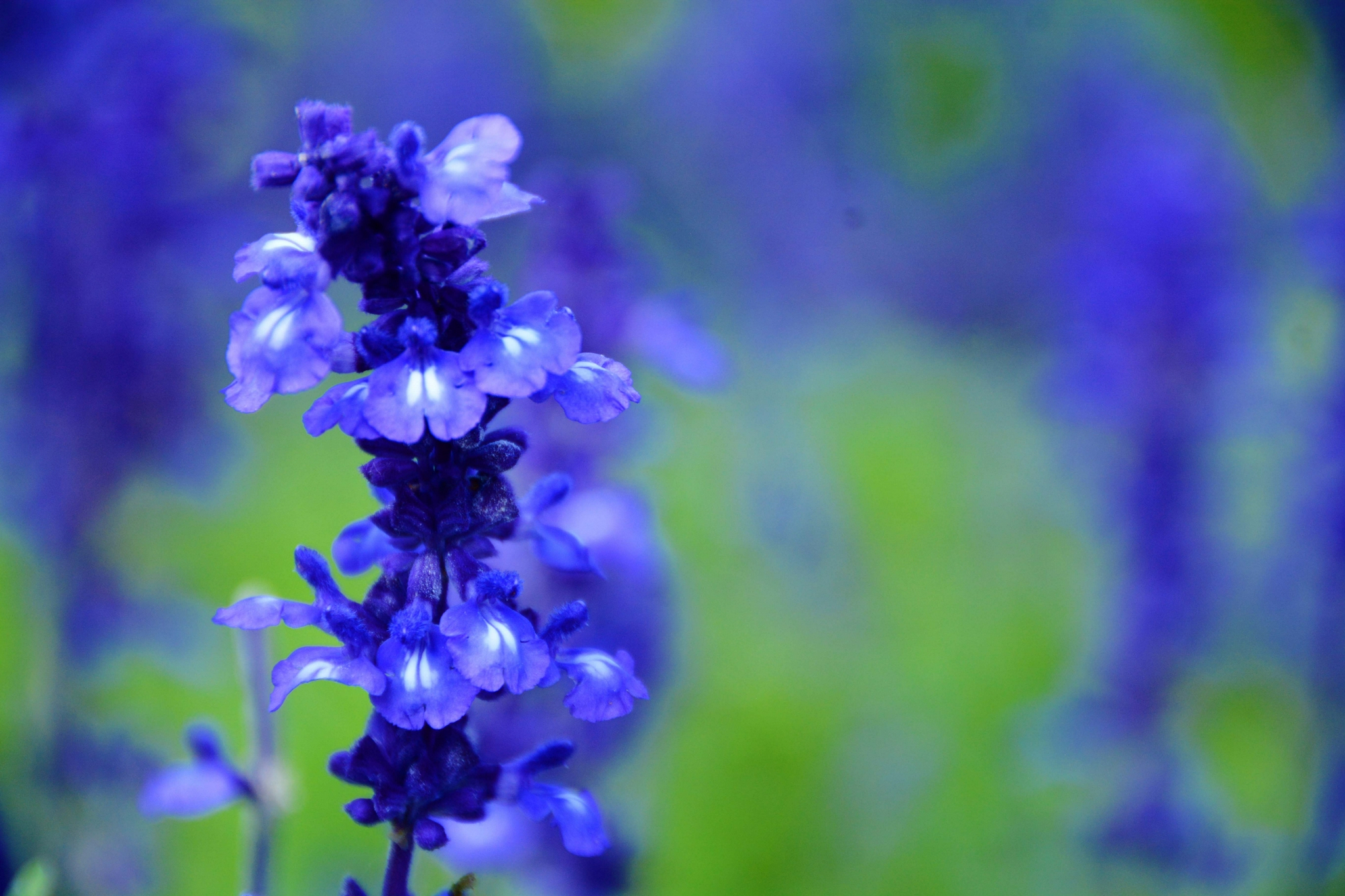 蓝色鼠尾草,原创拍摄
