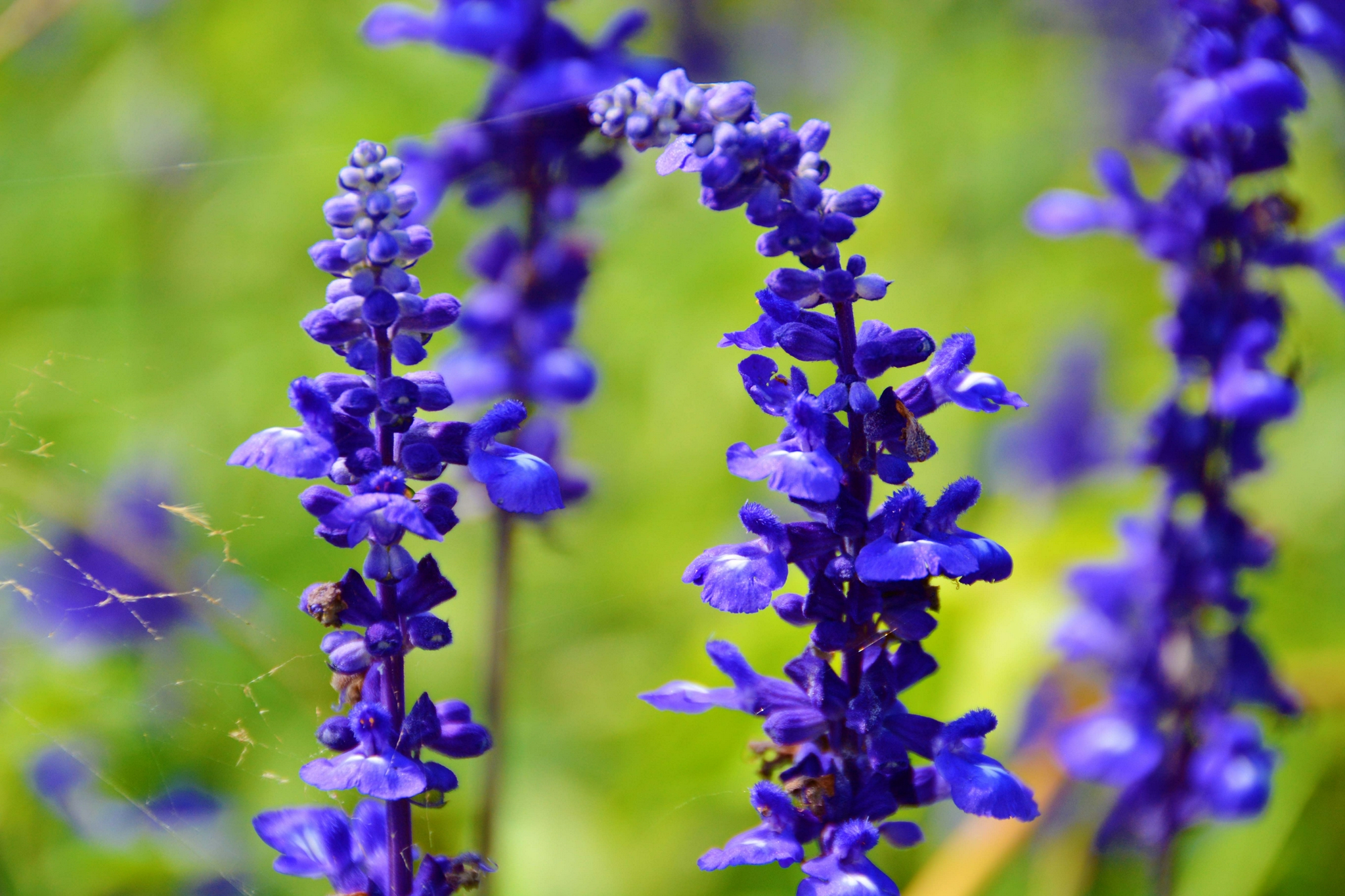 蓝色鼠尾草,原创拍摄