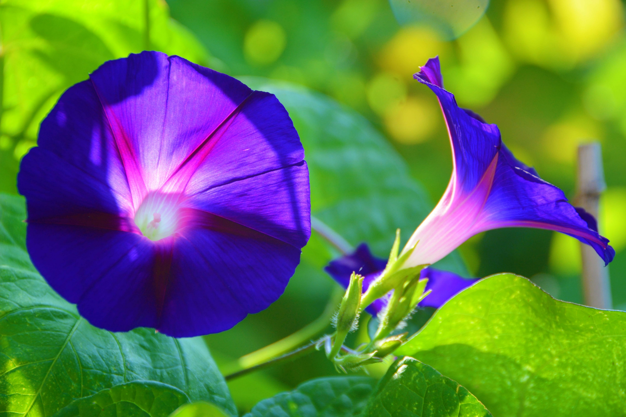 蓝色牵牛花原创拍摄