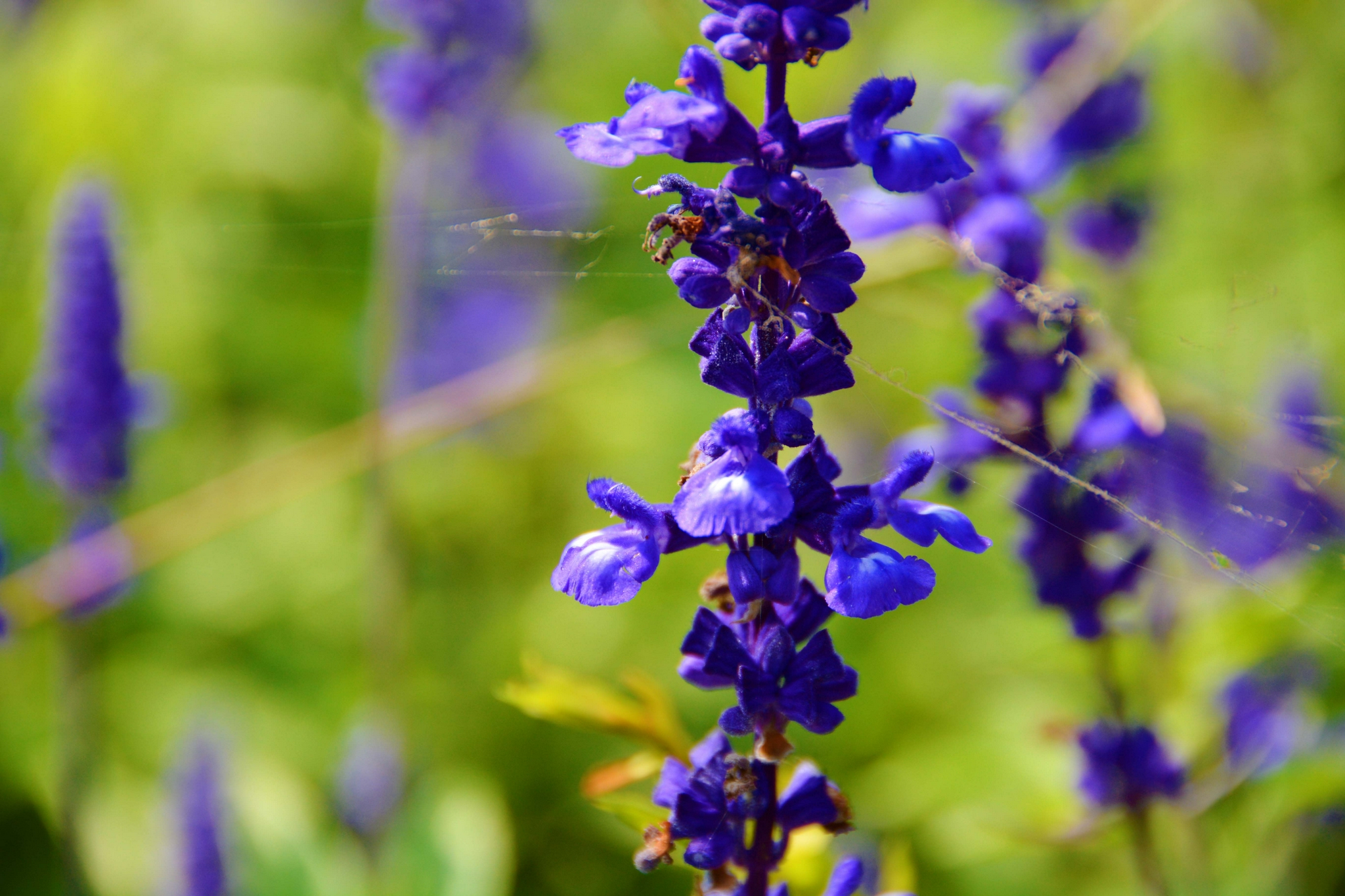 蓝色鼠尾草,原创拍摄