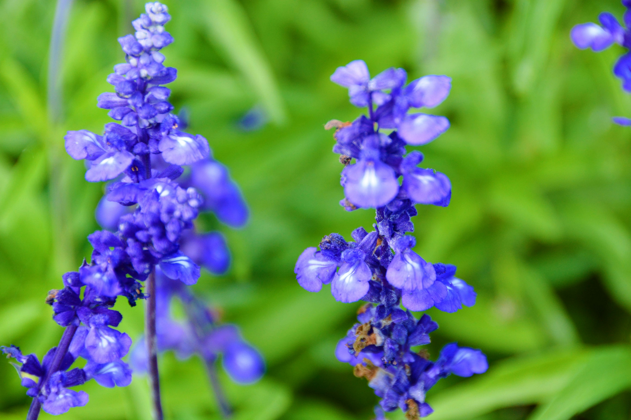 蓝色鼠尾草,原创拍摄|鼠尾草|蓝色|原创_新浪新闻