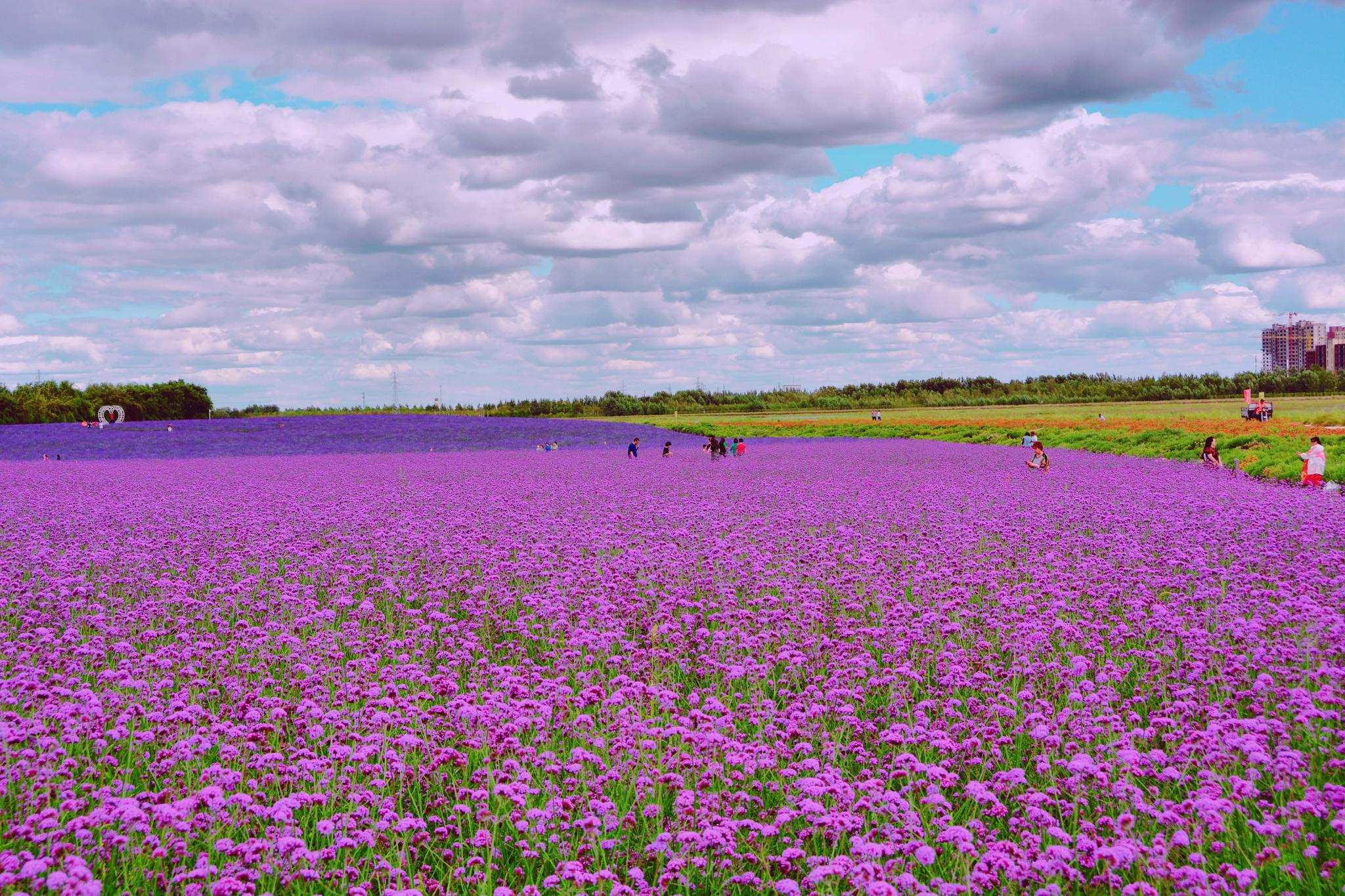 通辽市薰衣草花园,原创拍摄_高清图集_新浪网