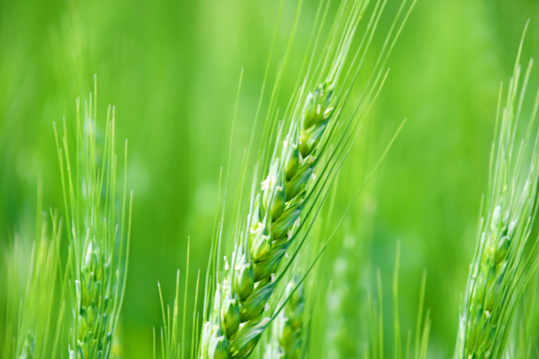 一支麦穗原创拍摄