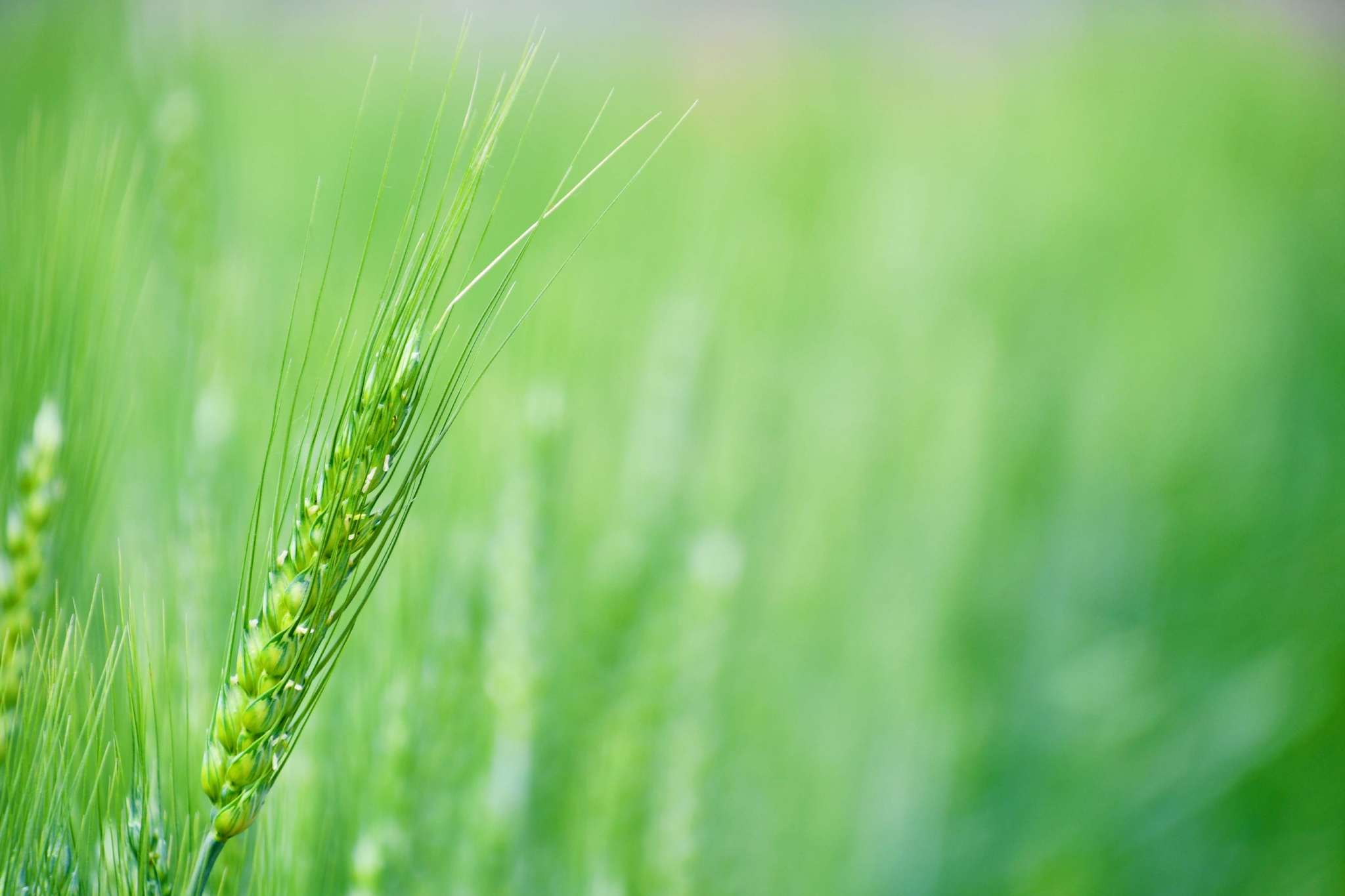 一支麦穗原创拍摄