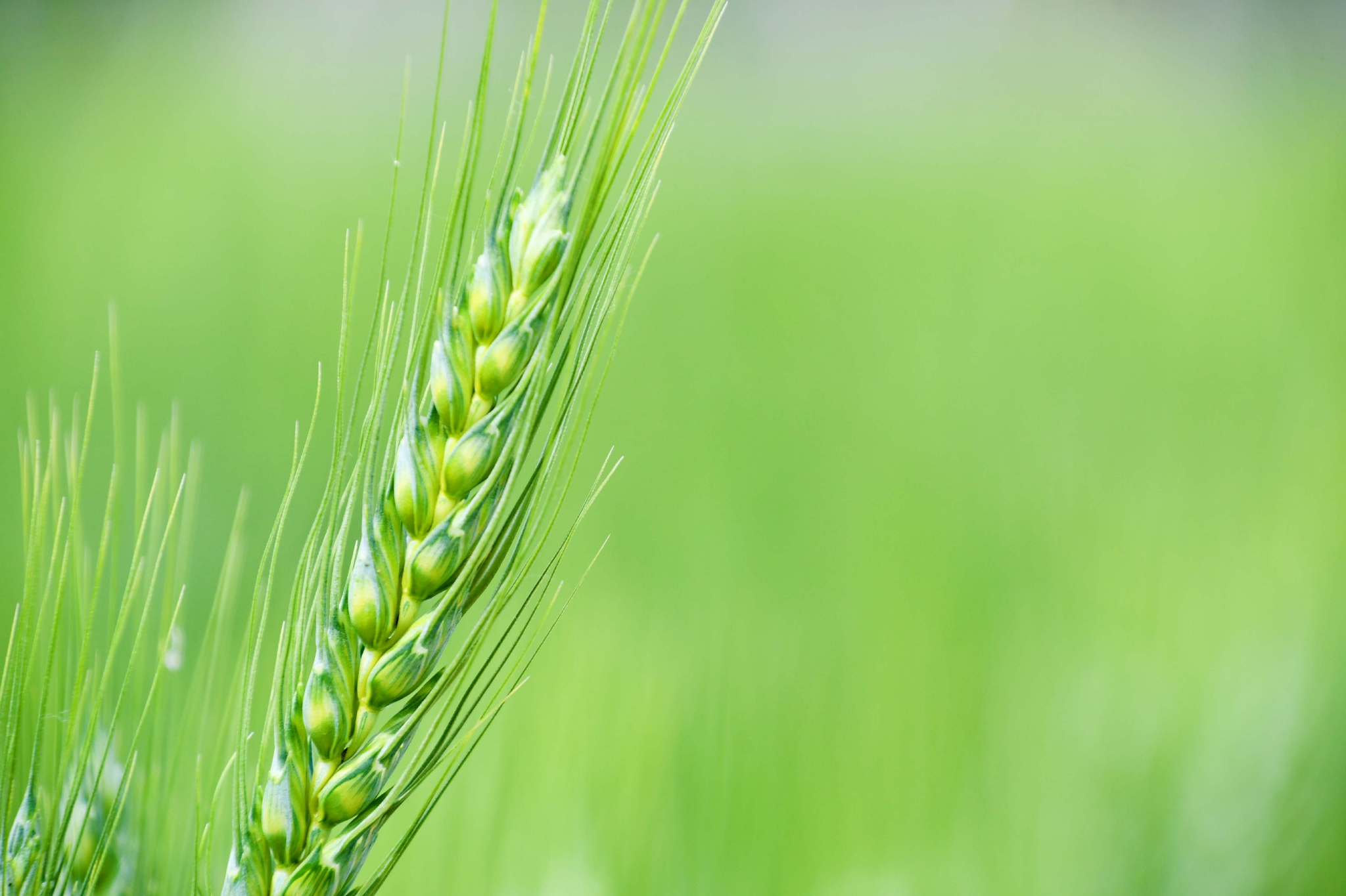 一支麦穗,原创拍摄__财经头条