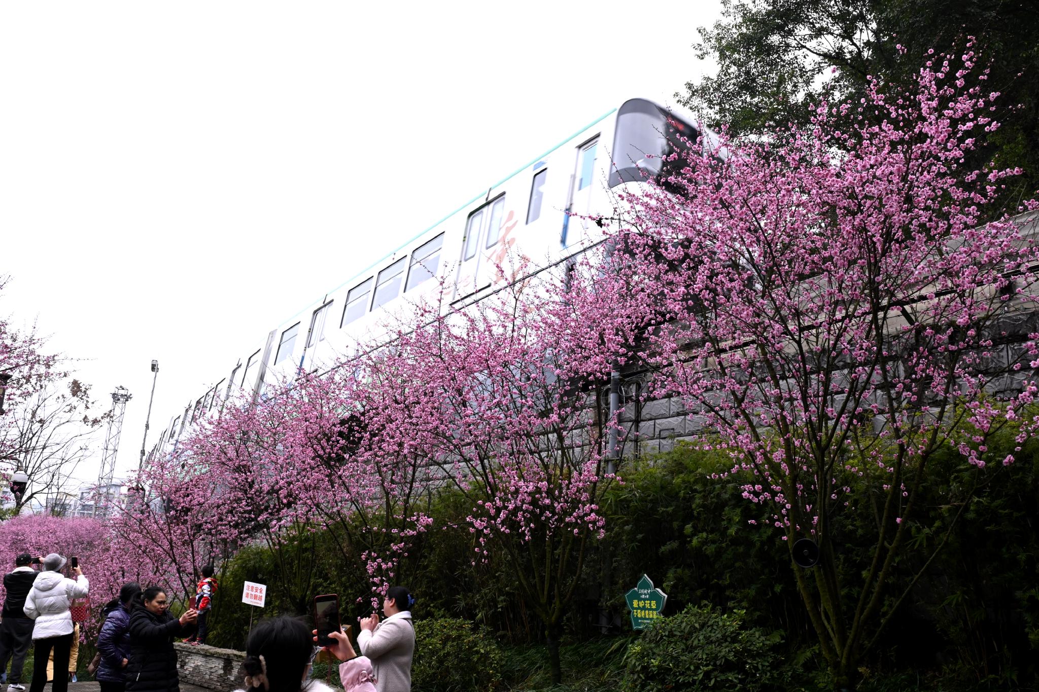 重慶地鐵駛進春天|美人梅|佛圖關公園|張華先_新浪新聞